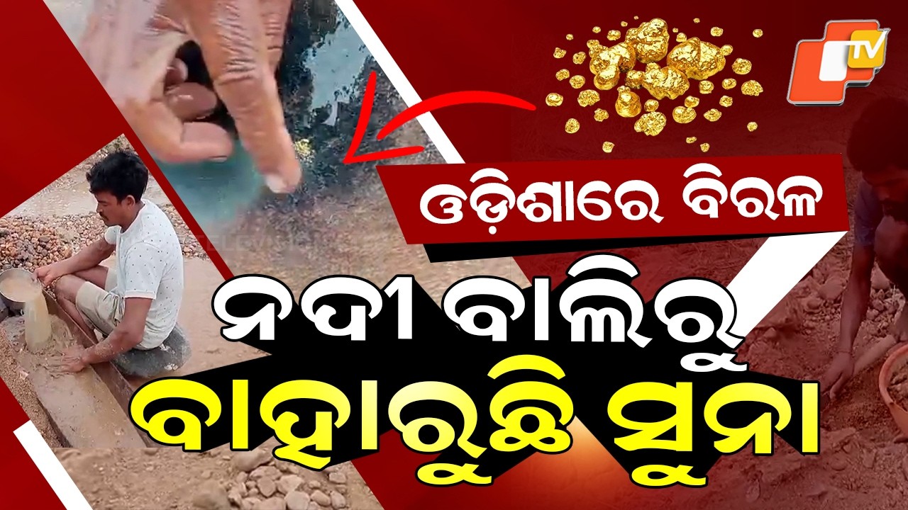 Special Story: Gold Found in River Sand! Rare Scene in Odisha’s Ib River