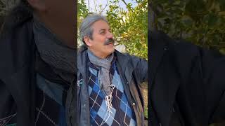 Bir Gözden Yedi Limon Veren Limon Cinsi.