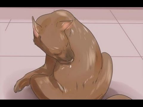 Video: Una guía para la sarna en perros