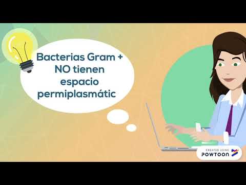 Bacterias Gram Positivas vs Gram Negativas