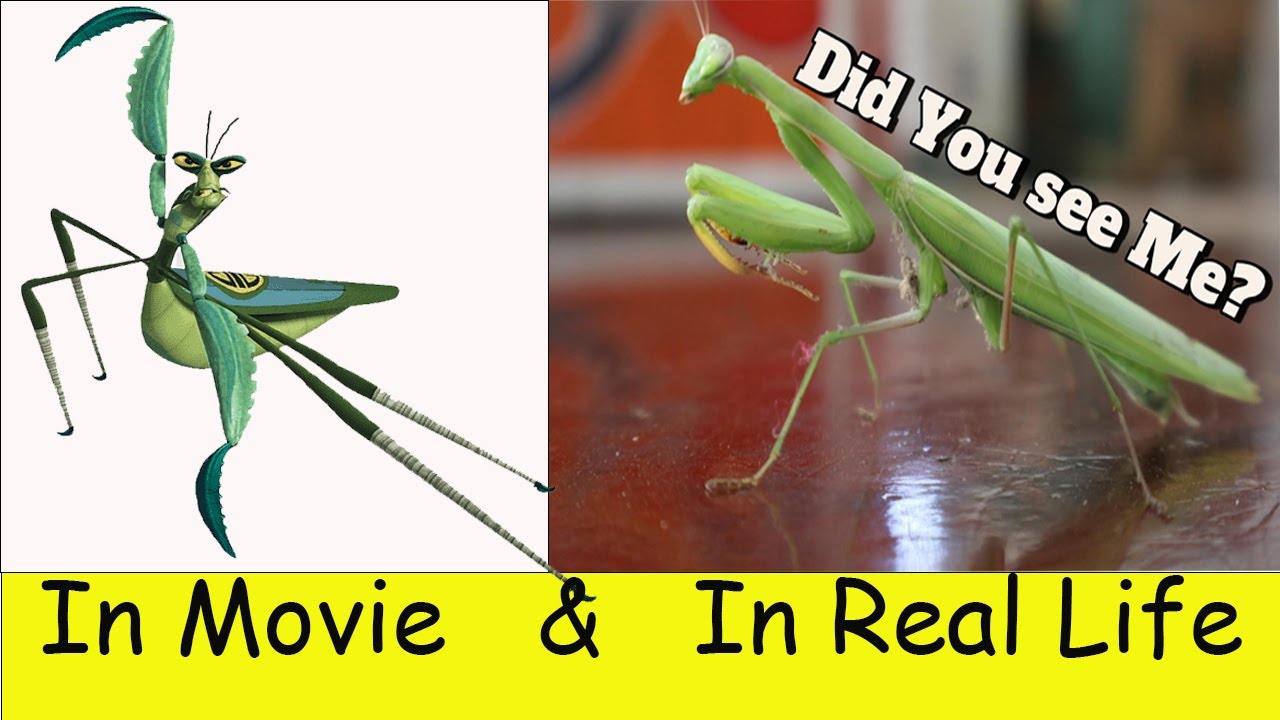 Did you see this Animals in Real life...?