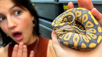 We Finally Bought One!! New Powerhouse Male From Kinova!