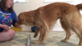 arrow's front paw lift: session 3