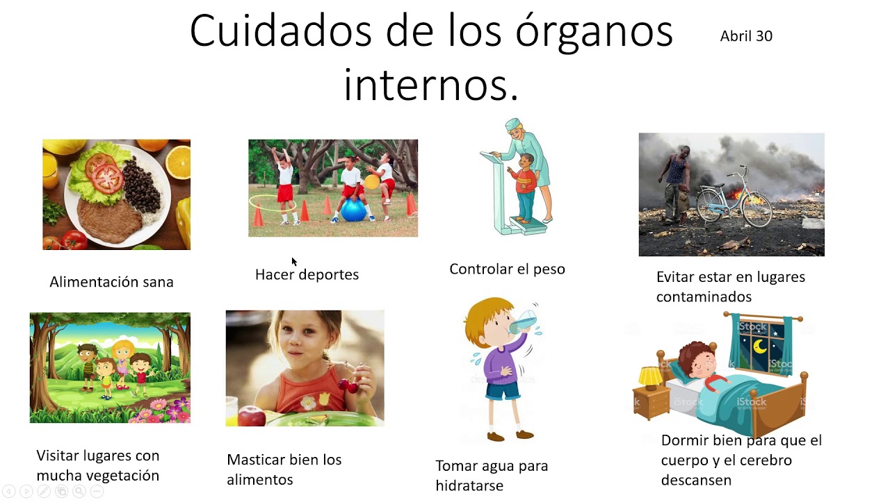 Cuidados de los órganos internos - YouTube