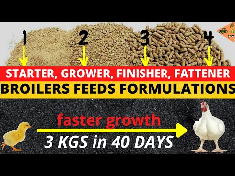 Video: Bisakah layer makan starter feed?