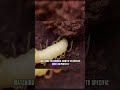 The Newest Species of Social Parasite Discovered in Morocco