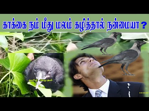 காக்கை நம் மீது மலம் கழித்தால் என்ன நடக்கும் ? | Crow feces | Crow | Head | Birds | காக்கை எச்சம்