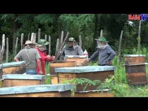 თაფლის წარმოება სენაკში