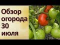 Обзор сада-огорода в конце июля. Как зреет урожай. Что выросло, а что нет.