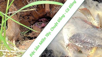 Bắt Chuột Đồng II Nướng Cá Miền Tây - Mùa Gặt Lúa II BUI VIET NAM - Du Lịch Tự Túc