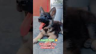 Max#viral#youtubeshorts#funny#trending#shorts#kids#dog#picture#up#bhojpuri#music#sidhumoosewala#army