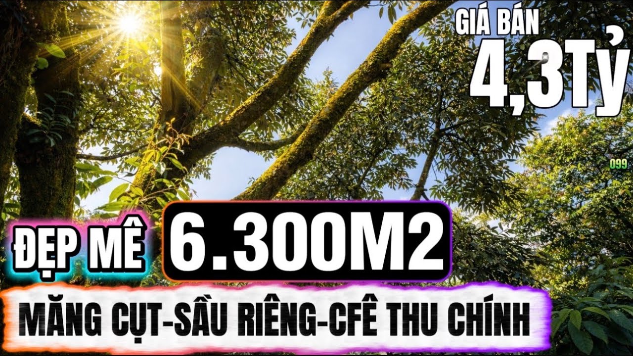 🔴Bán đất vườn đẹp mê lâm đồng hơn 6300m2 nguồn thu chính dồi dào măng cụt sầu riêng cfe 0379 590 939