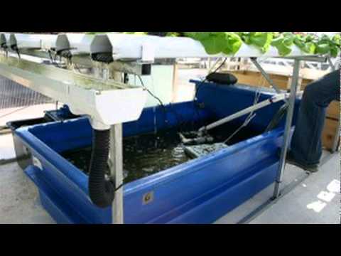 crawfish farming aquaponics update funnycat.tv