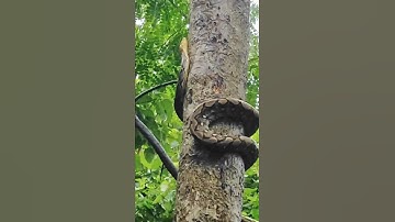 Reticulated python climbing tree. #snake #snakes #shorts #short #shortvideo #viral #python #animals