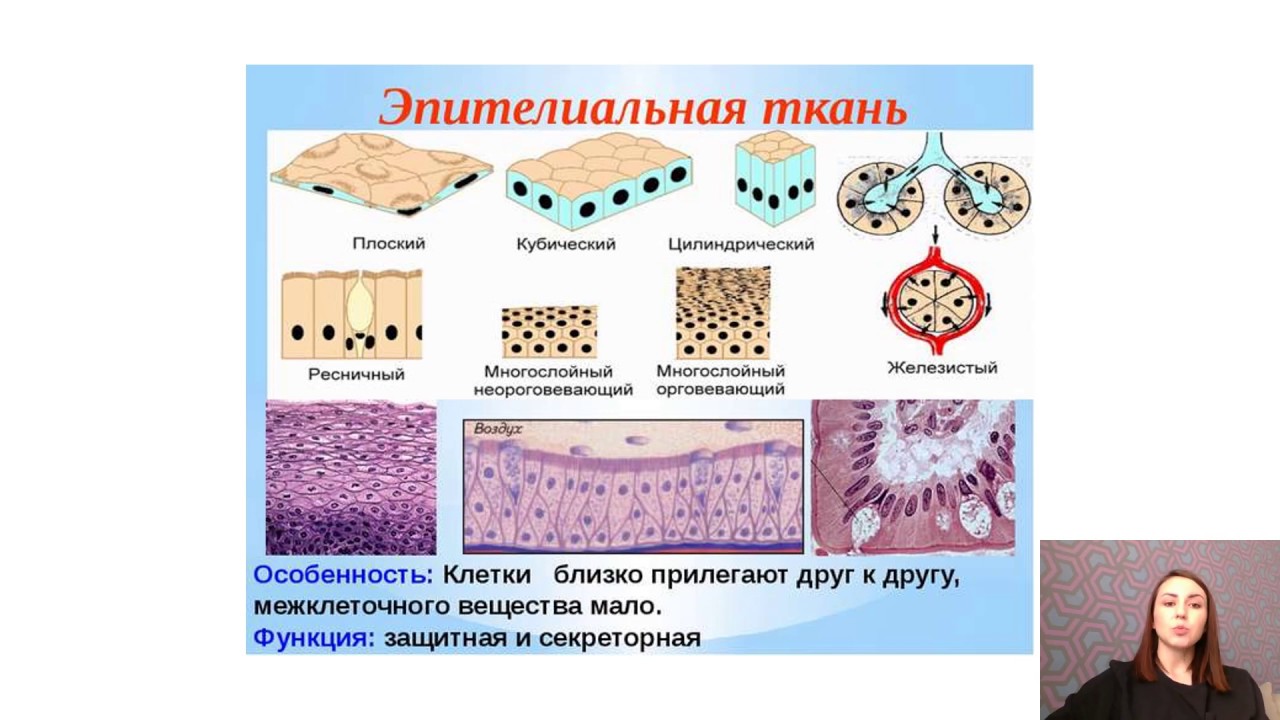 Какие функции выполняет эпителий. Эпителиальные ткани человека ЕГЭ биология. Вид ткани 1)  эпителиальная 2)  соединительная. Строение эпителиальной ткани человека 8 класс биология. Функции эпителиальной ткани 8 класс.