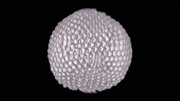 Interplay between spherical confinement and particle shape on the self-assembly of rounded cubes