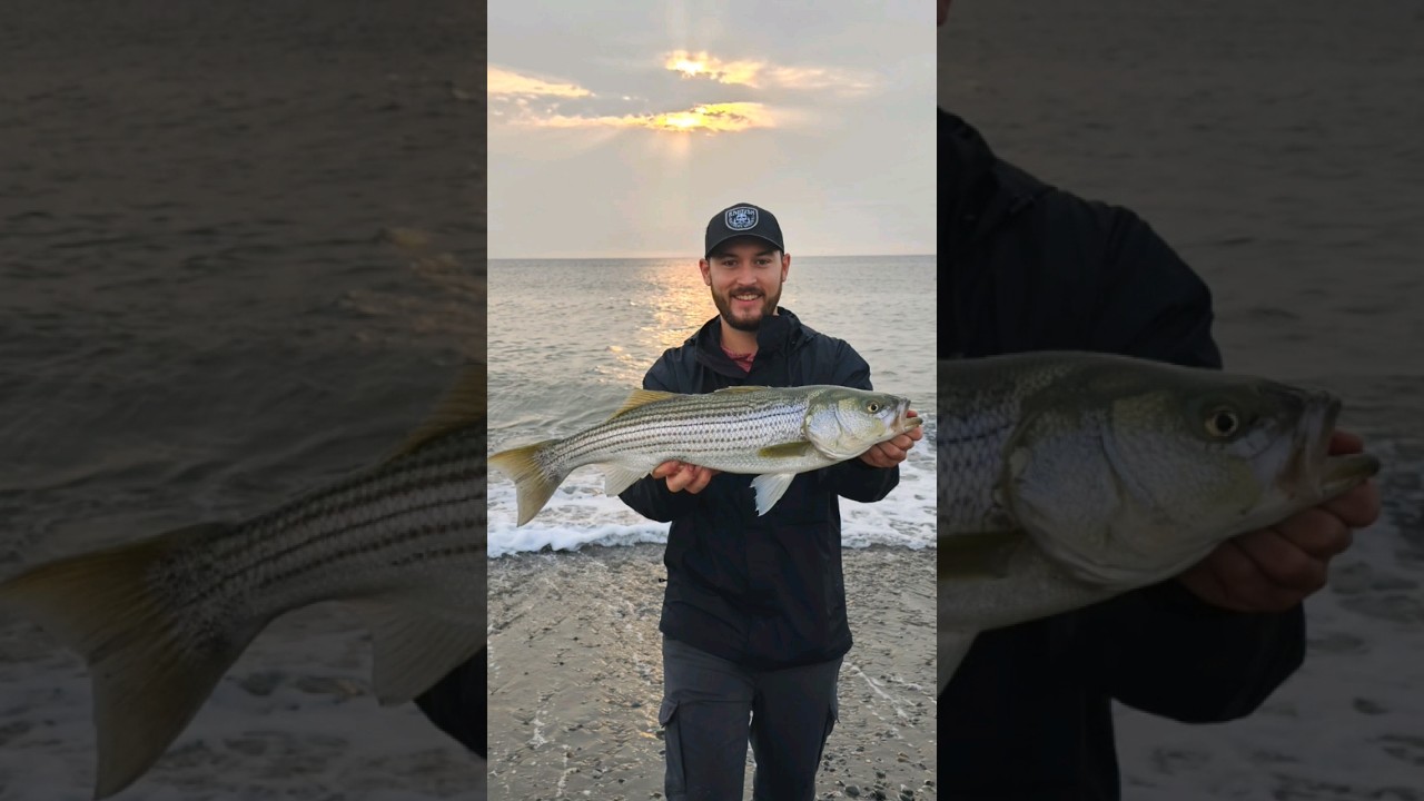 Bar Rayé Nouveau Brunswick – Peche Bar Rayé Nouvelle Écosse – MHTEQ