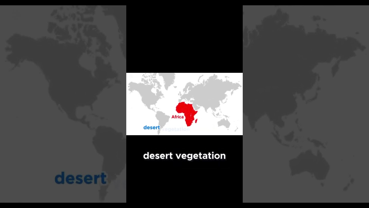 Исследуйте богатую растительность Африки: от тропических лесов до саванн! 