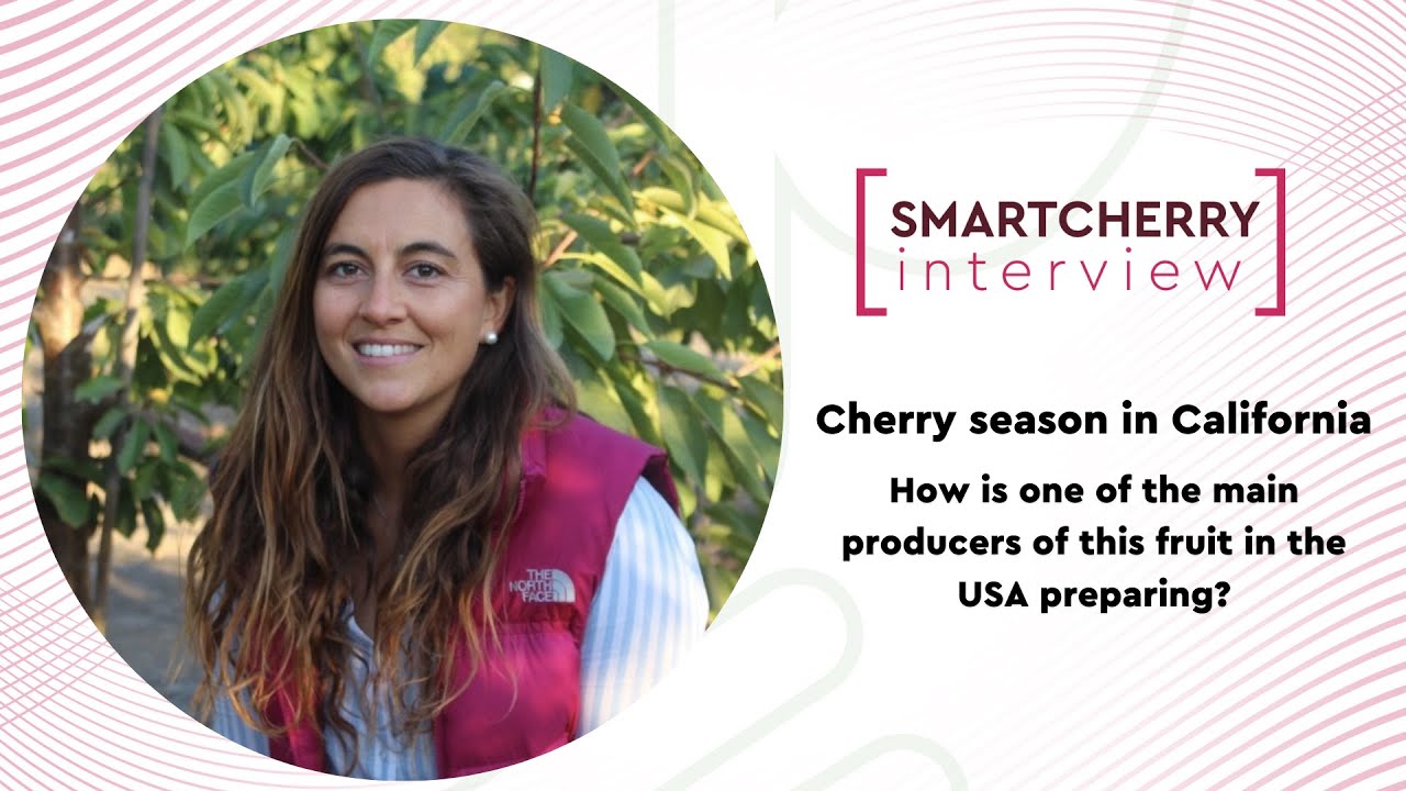 Cherry season in California Interview with Antonia Sánchez YouTube