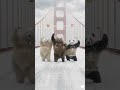                              نجومي
