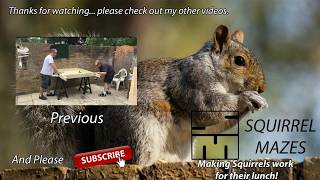 Squirrel Maze 4 - 3 Cameras