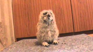 Dinner Time For Our Three-Week Old African Spotted Eagle Owl