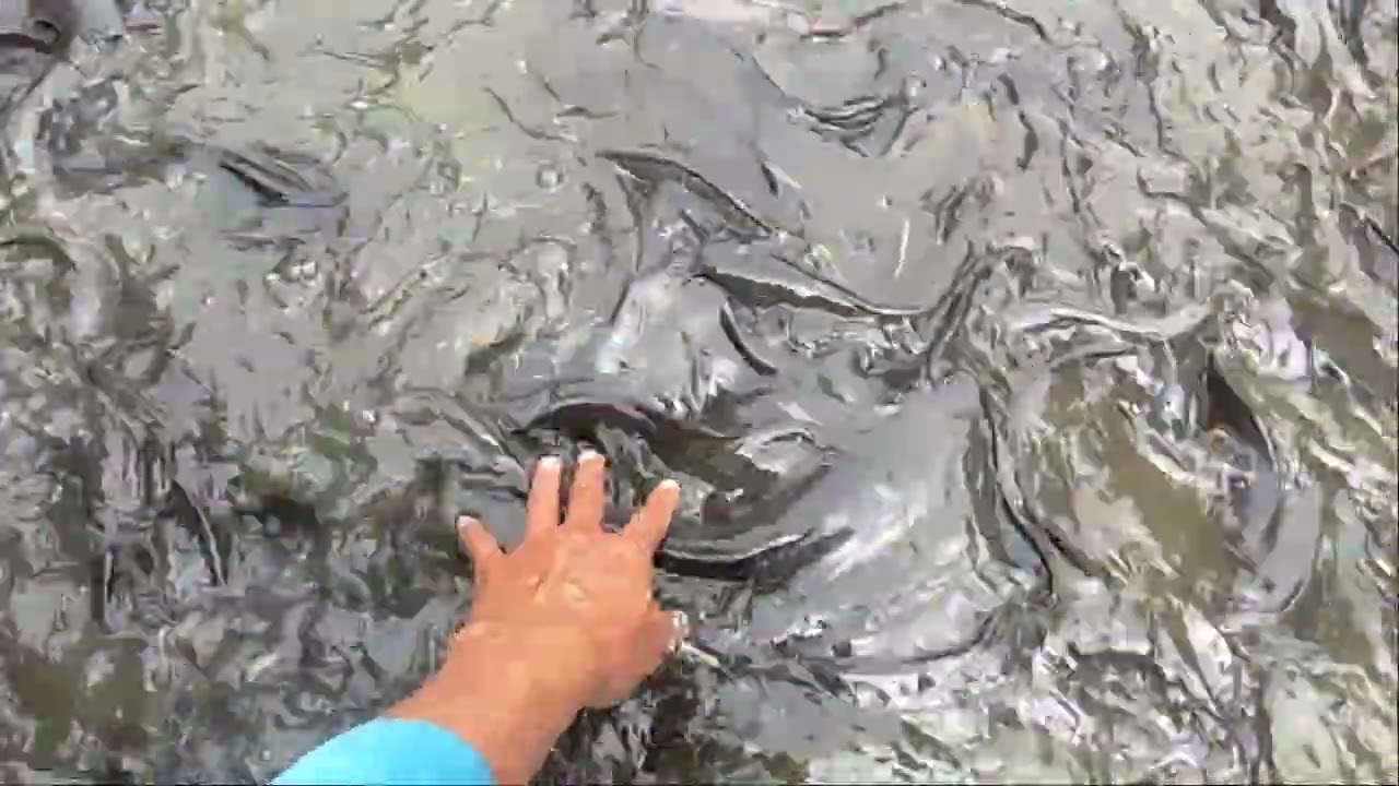 PANEN IKAN LELE SUPER MANTAB 