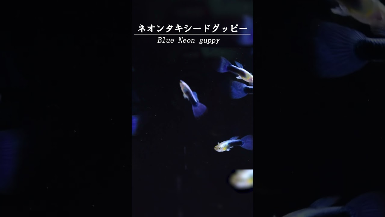 【グッピー　品種紹介 ＃１】ネオンタキシードグッピー