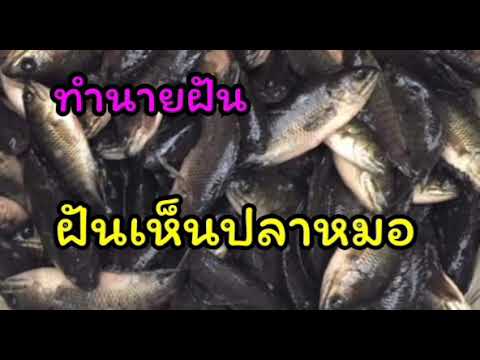 ทำนายฝันพร้อมเลขเด็ด ฝันเห็นปลาหมอ ปลาหมอ ทำนายฝันเลขเด็ด แม่นๆ