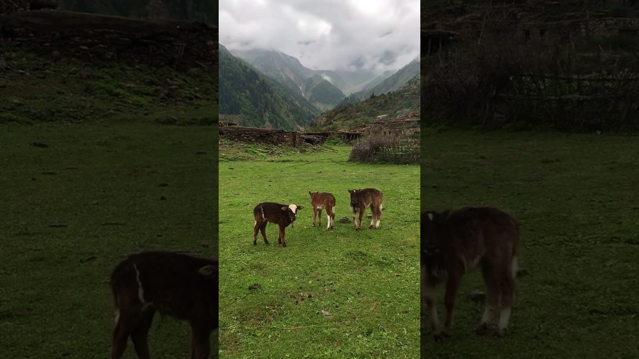 Bulachi valley beautiful view 🍀☘️🐂🐃🐑🐏