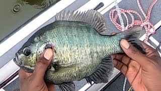 Daddy & Daughters fishing for GIANT Shellcrackers (Red Ear Sunfish) and Bluegills!!!