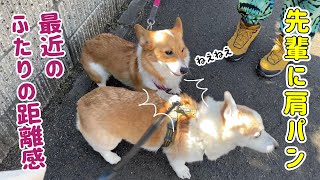 調子に乗った後輩犬が先輩犬に肩パンしてしまいました!