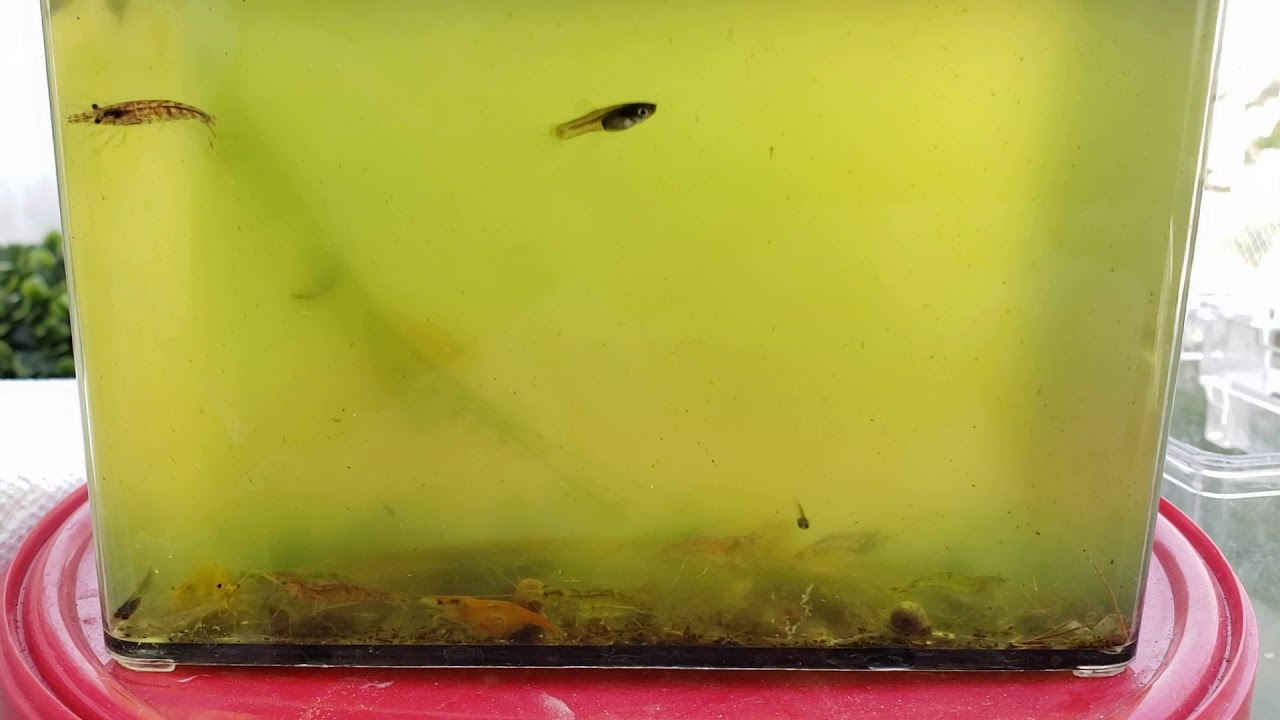 2020 Summer Tubs Neocaridina Shrimp End of Season Update