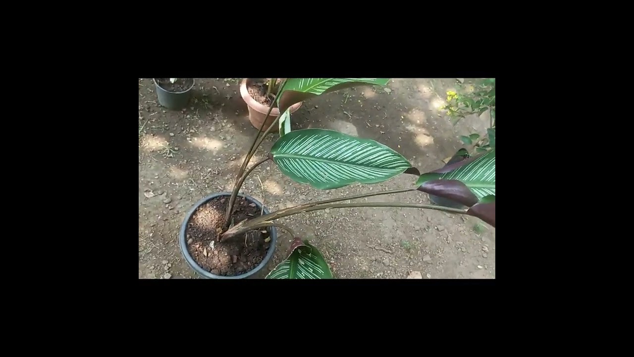 ♥️EDANS MARIYA Home GARDEN ♥      കുറഞ്ഞ വിലയിൽ അഗാർഷാഗമായ ചെടിങ്ങൾ 