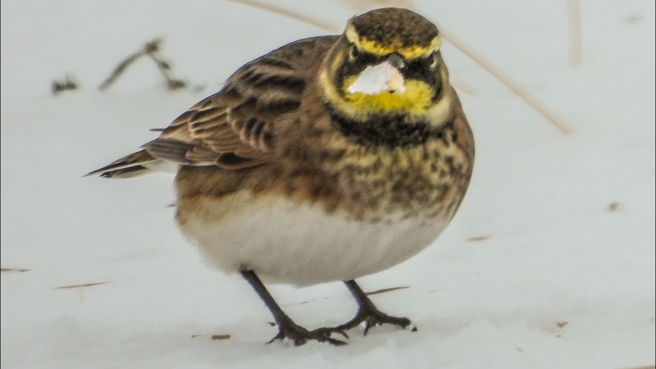 Snow Buntings,Lapland Longspurs and Horned Larks today in Kendall County.