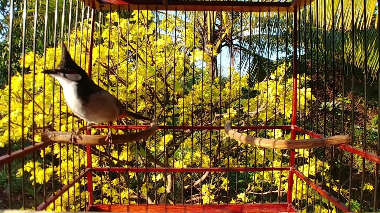 Kích chào mào hót kích lửa