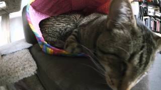 Oskar is hiding something in his cat ball cat bed!