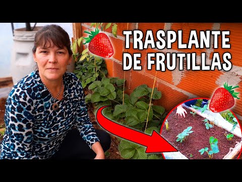 Video: Características Del Trasplante De Fresas, Según La Temporada