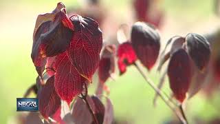 Record setting rain is contributing to trees dying Resimi