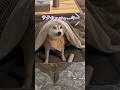 コタツに取り残された柴犬 #柴犬スティーブ