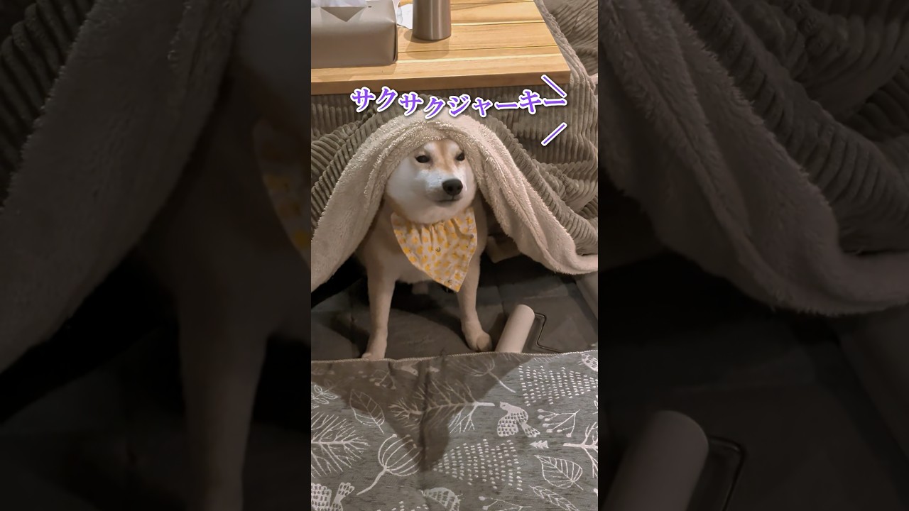 コタツに取り残された柴犬 #柴犬スティーブ
