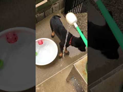 奥山諒ブリーダーからお迎えしたジャーマン・シェパード・ドッグ：セコムちゃん