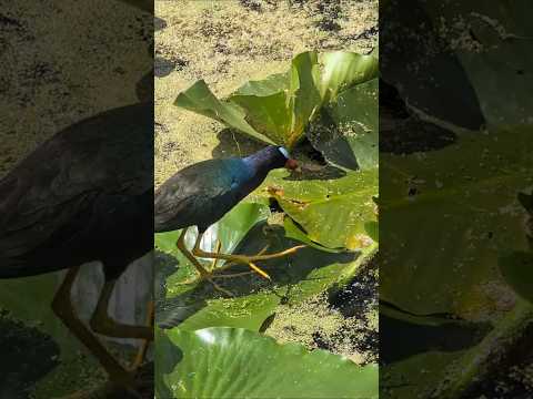 Purple Gallinule Surprising Turquoise Neck, Yellow Feet & Blue Spot on Forehead at Orlando Wetlands!