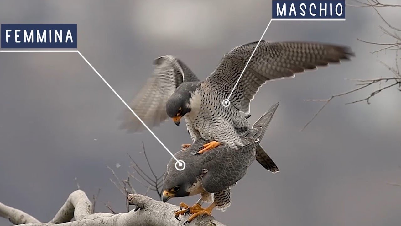 Il Mondo dei Rapaci - (3) COPPIA E RIPRODUZIONE | Falconeria Patrimonio UNESCO