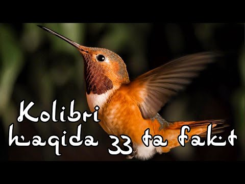 Video: Колибри көпөлөк деген эмне – Колибри көпөлөктөрдүн чаңдаткычтары жөнүндө билип алыңыз