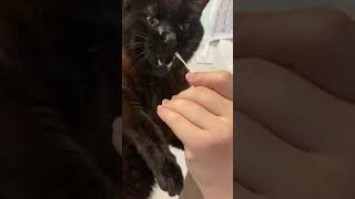 鼻がスッキリする薬を猫に塗った、黒猫のオスこうちゃん16歳