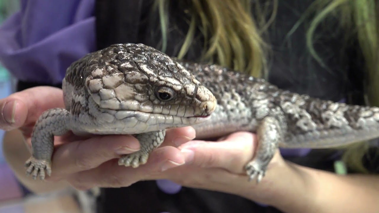 爬虫類カフェで盗まれたトカゲ達のその後・・・