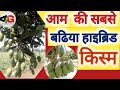 Amrapali Mango/High yielding  Mango/  आम  की  सबसे  बढिया किस्म : आम्रपाली