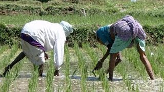 Road to Senegal's rice self-sufficiency