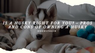 Unleash the Adventure: 5 Things to Know Before Owning a Husky by Dogxytocin 1,125 views 1 year ago 8 minutes, 42 seconds